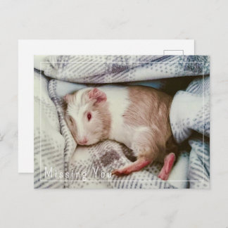 Guinea Pig Vermisst Sie Postkarte bearbeiten