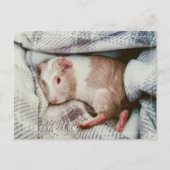 Guinea Pig Vermisst Sie Postkarte bearbeiten (Vorderseite)