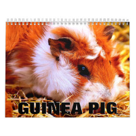 Guinea Pig Wall Calendar Kalender
