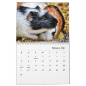 Guinea Pig Wall Calendar Kalender (Feb 2027)