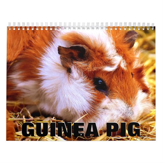 Guinea Pig Wall Calendar Kalender (Titelbild)