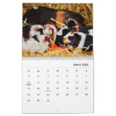 Guinea Pig Wall Calendar Kalender (Mär 2026)
