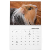 Guinea Pig Wall Calendar Kalender (Jan 2026)
