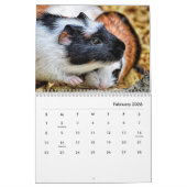 Guinea Pig Wall Calendar Kalender (Feb 2026)