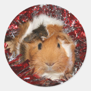 Guinea Pig Weihnachtskleber Runder Aufkleber