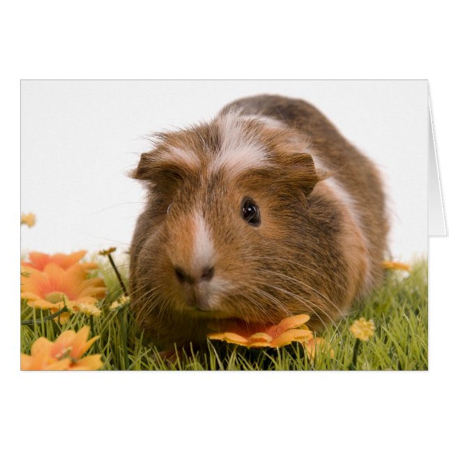 Guinea Pigs (Vorderseite (Horizontal))