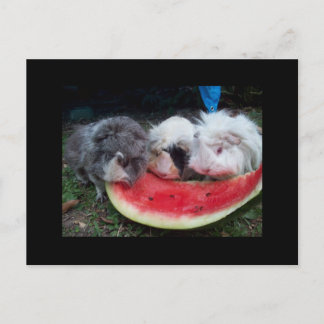 guinea pigs eatting watermellon postkarte