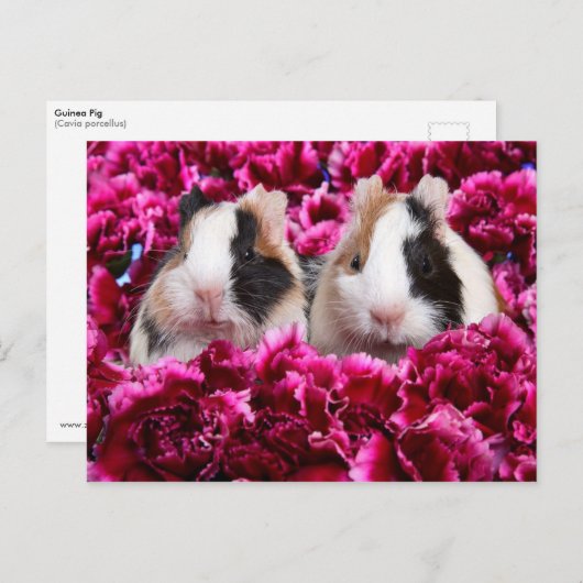 Guinea Pigs in the Flower Bed Postkarte (Vorne/Hinten)