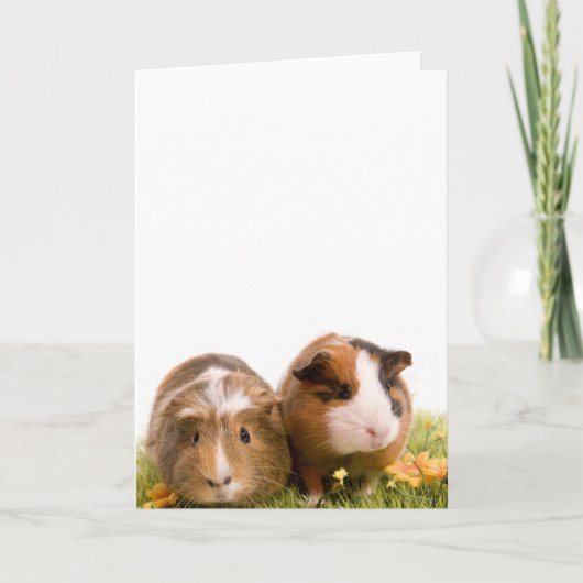 Guinea Pigs Karte (Vorderseite)