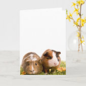 Guinea Pigs Karte (Gelbe Blume)