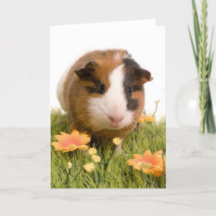 Guinea Pigs Karte