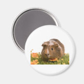 Guinea Pigs Magnet (Vorderseite/Rückseite)