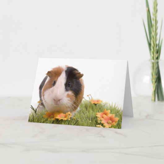 guinea pigs man hat lawn karte (Vorderseite)