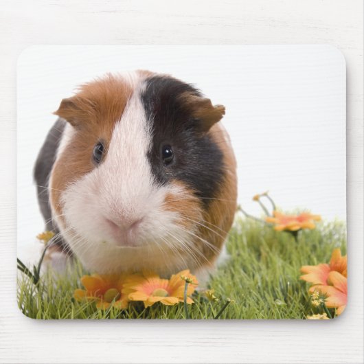 guinea pigs man hat lawn mousepad (Vorne)