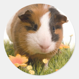 guinea pigs man hat lawn runder aufkleber