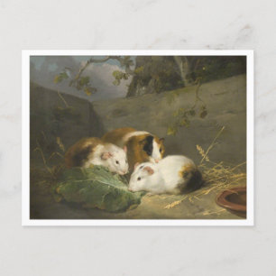Guinea Pigs Painting von George Morland Postkarte