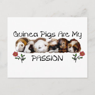 Guinea PIGS PASSION.jpg Postkarte