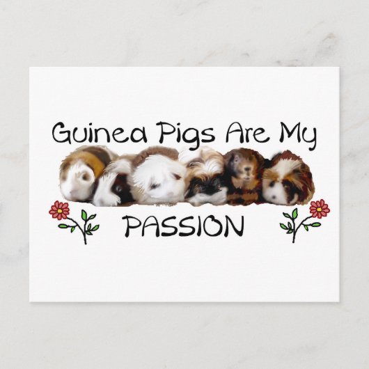 GUINEA PIGS PASSION.jpg Postkarte (Vorderseite)