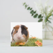 Guinea Pigs Postkarte (Stehend Vorderseite)