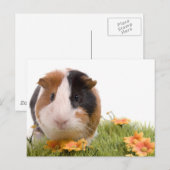 Guinea Pigs Postkarte (Vorne/Hinten)