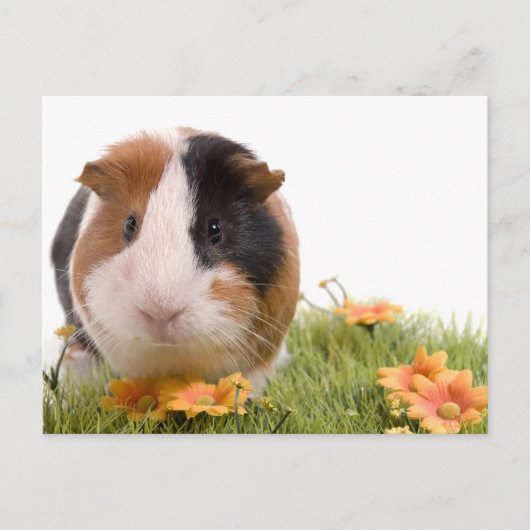 Guinea Pigs Postkarte (Vorderseite)