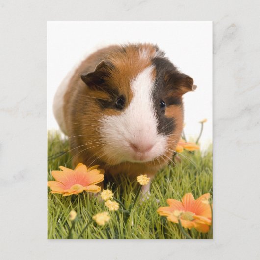 Guinea Pigs Postkarte (Vorderseite)