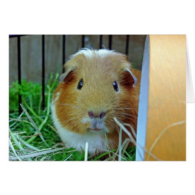 Guinea Ping Card (Vorderseite (Horizontal))