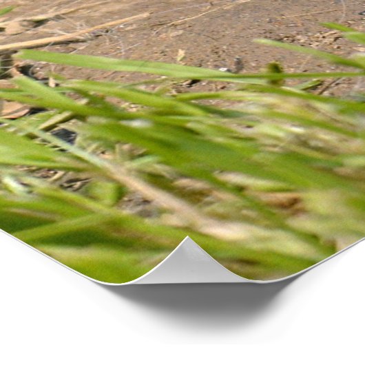 Guinea Poster (Ecke)