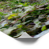 Guinea Poster (Ecke)