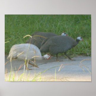 Guinea Poster