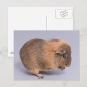 Guinea Postkarte (Vorne/Hinten)