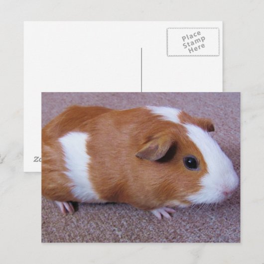 Guinea Postkarte (Vorne/Hinten)