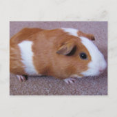 Guinea Postkarte (Vorderseite)