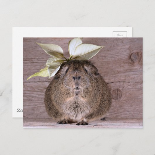 Guinea Postkarte (Vorne/Hinten)