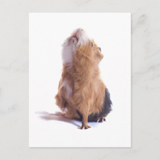 Guinea, Postkarte (Vorderseite)