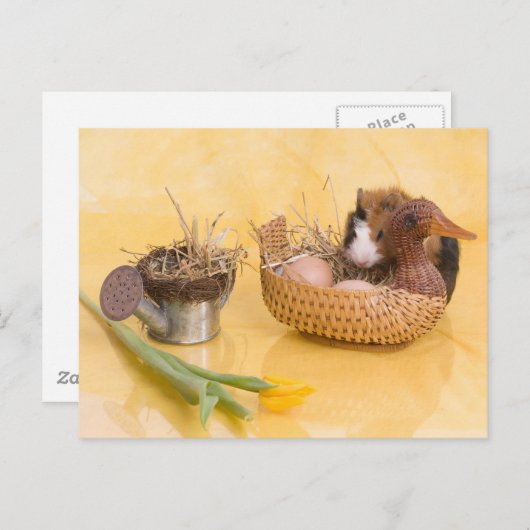 Guinea Postkarte (Vorne/Hinten)