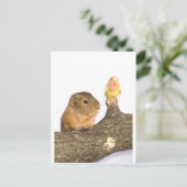 Guinea Postkarte (Stehend Vorderseite)