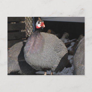 Guinea Postkarte