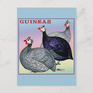 Guinea Postkarte
