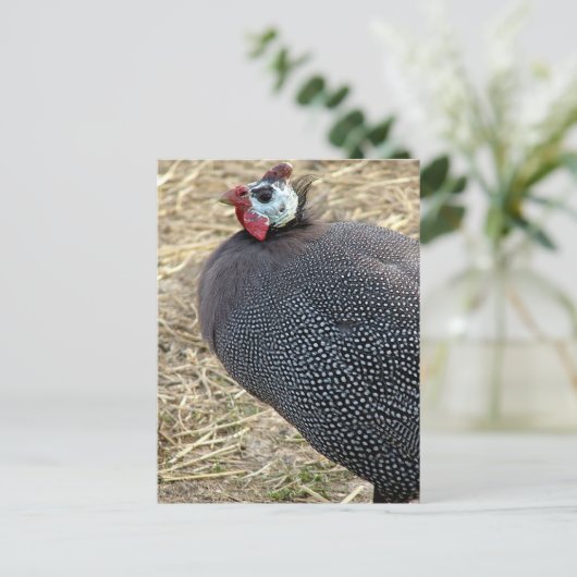 Guinea Postkarte (Stehend Vorderseite)