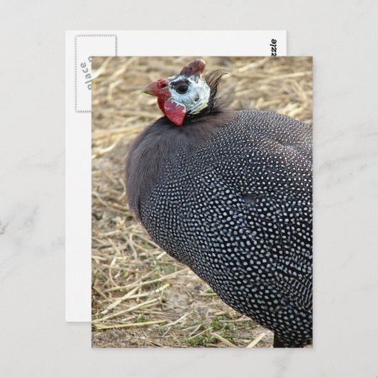 Guinea Postkarte (Vorne/Hinten)