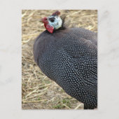 Guinea Postkarte (Vorderseite)