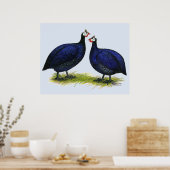 Guinea Royal Lila Pair Poster (Küche)