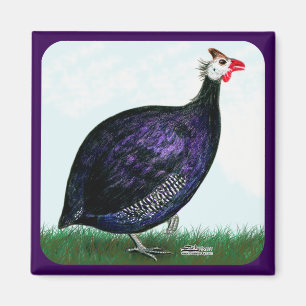 Guinea Royal Lila und Sky Magnet