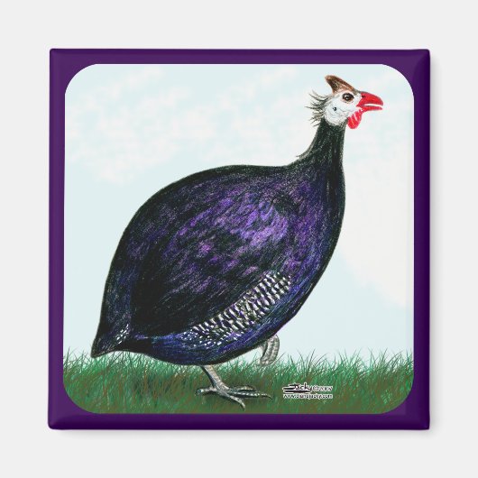 Guinea Royal Lila und Sky Magnet (Vorne)