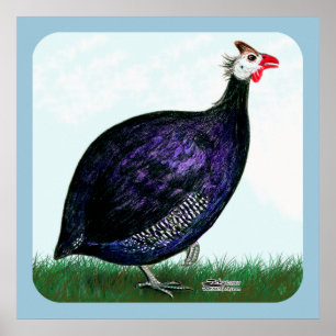 Guinea Royal Lila und Sky Poster