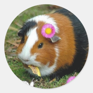 Guinea Runder Aufkleber