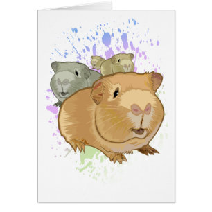 Guinea Schweine