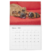 Guinea Schweine 2016 Kalender (Feb 2026)