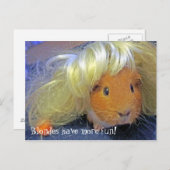 Guinea Schweine mit blonder Perücke Postkarte (Vorne/Hinten)